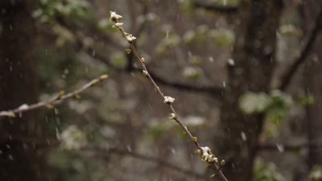 Zweig-Eines-Knospenden-Kirschbaums,-Während-Es-Im-März-Schneit