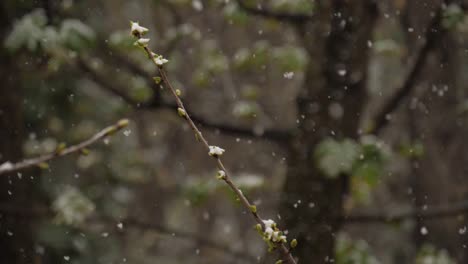 Zweig-Eines-Knospenden-Kirschbaums,-Während-Es-Im-März-Schneit---180-Fps-Zeitlupe