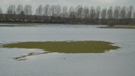 Flock-of-birds-standing-on-small-island-on-floodplain-filled-with-water
