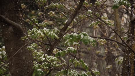 Heavy-snowing-on-verdant-leaves-and-trees-at-spring,-blowing-in-the-wind