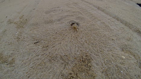 Atlantic-Ghost-Crab-digs-sand-from-burrow-and-scurries-back-into-hole