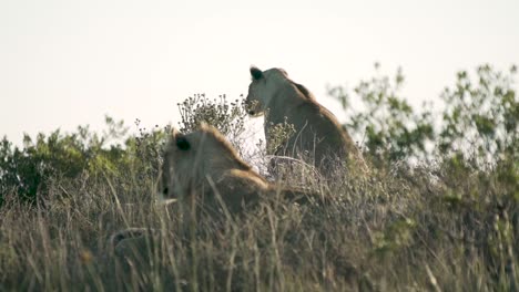 Zwei-Löwen,-Die-Beute-Aus-Der-Ferne-In-Südafrika-Beobachten