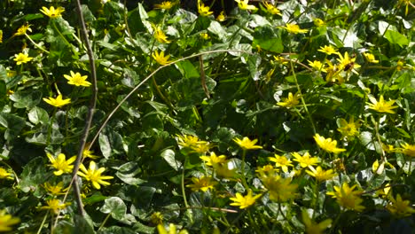 Frühlingssaison-Mit-Blüten-Von-Gelben-Blumen-Und-Grünen-Blättern,-Eine-Einsame-Biene,-Die-Nektar-Sammelt