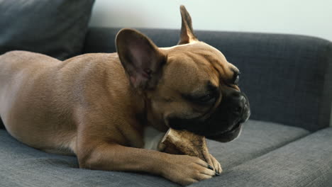 Innocent-french-bulldog-biting-a-dog-bone-on-couch,-closeup