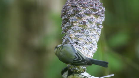Two-great-tits-balancing-on-a-pine-cone-feeding