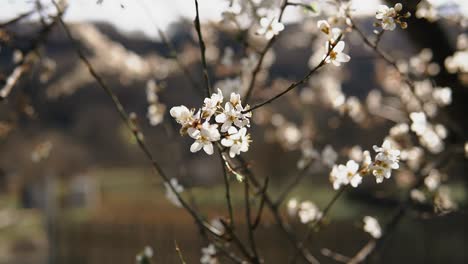Knospenblumen-Blühen-Im-Frühling-An-Aprikosenzweigen