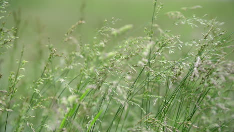 Extreme-Close-Up-tall-grass-blowing-in-slow-motion-cinematic-4K