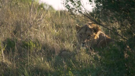 Schläfriger-Löwe,-Der-In-Südafrika-In-Die-Kamera-Starrt