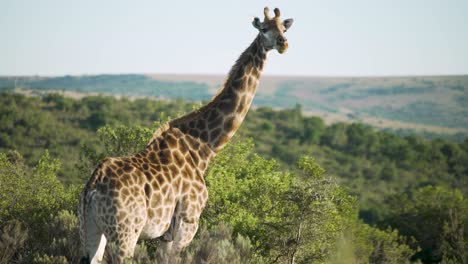 Giraffe-watching-for-predators-and-eating-in-South-Africa