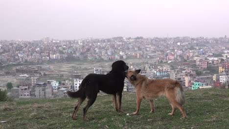 Zwei-Hunde-Genießen-Die-Natur-Auf-Einem-Hügel-Mit-Blick-Auf-Eine-Stadt