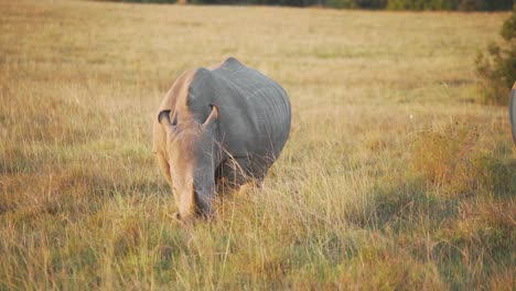 Small-rhino-eating-grass-in-South-Africa
