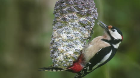Un-Pájaro-Carpintero-Manchado-Alimentándose-En-El-Jardín-Con-Un-Cono-De-Pino-Grasiento