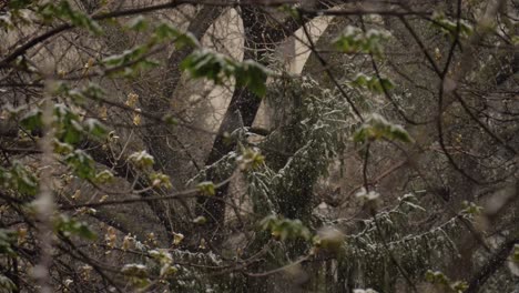 Heavy-snowing-on-verdant-leaves-and-trees-at-spring---180fps-slow-motion