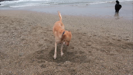 Excitado-Perro-Labrador-Amarillo-Excava-En-La-Playa-Del-Océano