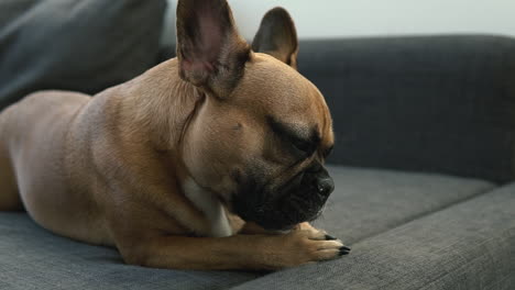 Nahaufnahme-Französische-Bulldogge-Leckt-Und-Beißt-Den-Natürlichen-Knochen