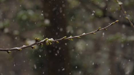 Branch-of-a-budding-Cherry-Tree-while-snowing-in-March---180fps-slow-motion