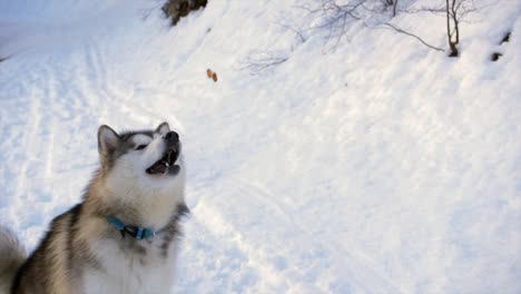 Cute-Alaskan-malamute-dog-catches-treat-with-his-mouth-in-snowy-scene,-slow-motion