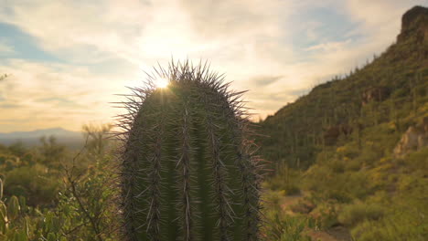 La-Hermosa-Puesta-De-Sol-Detrás-De-Una-Planta-De-Cactus-Saguaro-En-El-Parque-Montañoso-De-Tucson,-Arizona---Plano-Amplio