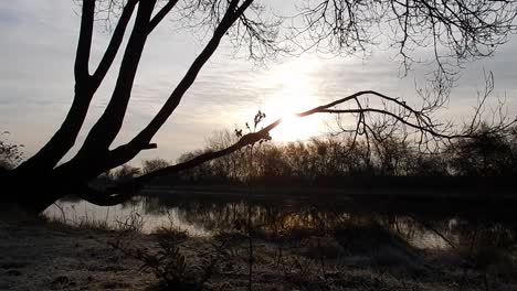 Sunrise-glowing-behind-tree-branch-over-narrow-canal-channel-rippled-frosty-water-early-morning