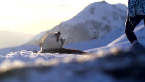 Malamute-dog-faithfully-watches-owner,-snowy-scene-at-sunset,-slow-motion