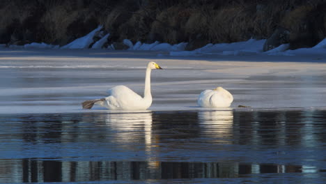 Whooper-swan-or-cygnus-cygnus,-stretching-on-an-thin-ice-in-lake-by-cold-sunny-winter-morning