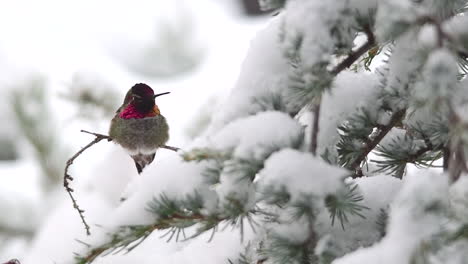 Hummingbird-flies-and-lands-on-a-branch-in-the-snow-and-sticks-out-its-tongue