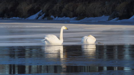 Whooper-Swan,-Cygnus-cygnus-couple-warming-on-thin-ice-in-a-lake-by-cold-sunny-winter-morning