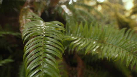 Wet-shiny-ferns-moving-in-breeze-handheld-close-up-slow-motion-with-nice-bokeh