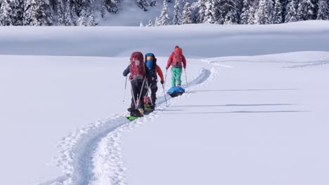 Three-expedition-skiers-pulling-pulk-sleds-cross-meadow-to-trees