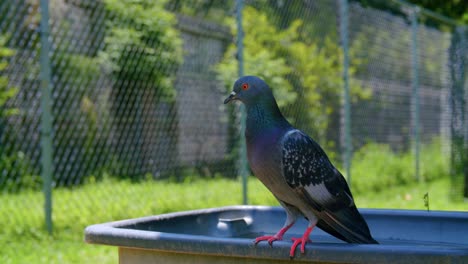 Handheld-Shot-Of-Red-Eyed-Rock-Dove-Perched-On-A-Bath-Of-Water