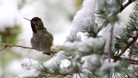 Hummingbird-in-the-snow-preening-and-flapping-its-wings