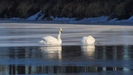 Cygnus-cygnus-or-whooper-swan-couple-resting-on-an-ice-in-a-lake