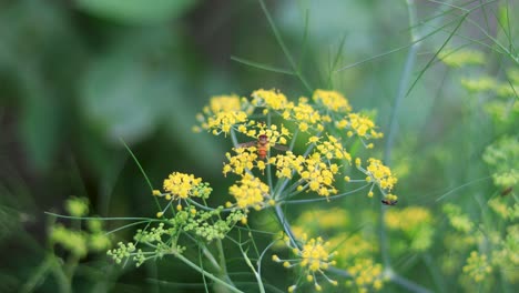 Insectos-Volando-Sobre-El-Jardín-Y-Polinizando-Las-Flores