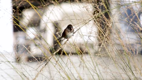 Dark-Eyed-Junco-Sparrow-sits-on-a-stalk-eating-grains