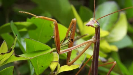 Close-up-vertical-pan-of-brown-praying-mantis-insect-on-green-plant