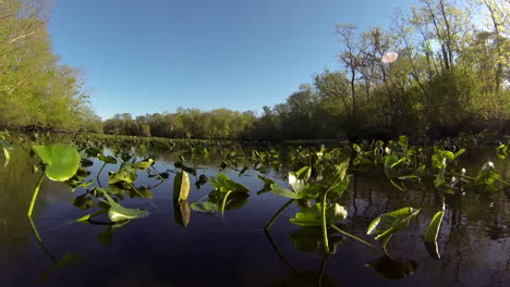 Boat-mounted-forward-trucking-shot-passes-through-lily-pads-on-still-water