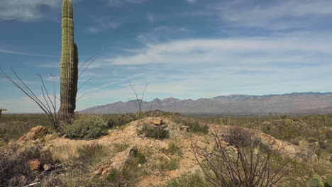 A-saguaro-cactus-plant-standing-tall-in-the-Saguaro-National-Park-East-Rincon-District-in-Tucson,-Arizona---wide-pan
