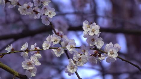 Closeup-of-spring-blossom-flower-on-dark-bokeh-background