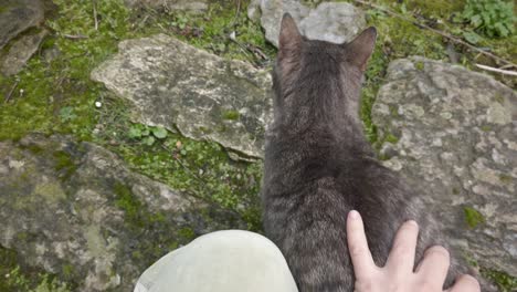 Weibliche-Hand-Streichelt-Süße-Katze-Auf-Der-Terrasse,-Zeitlupe