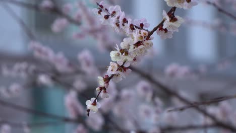 Cherry-Blossom-Branch-in-pastel-colors