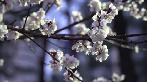 Sakura-branch-closeup-on-blurred-background