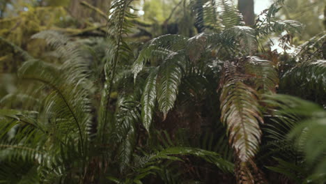 Wet-shiny-ferns-moving-in-breeze-handheld-slow-motion