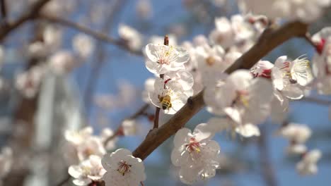 Spring-cherry-blossom-close-up-in-South-Korea
