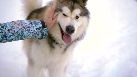 Cute-Alaskan-malamute-dog-gives-paw-to-his-owner,-close-up-slow-motion-shot