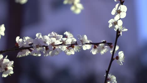 Weiße-Kirschblüte-Super-Nahaufnahme-Auf-Unscharfem-Hintergrund