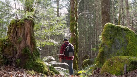 Hombre-Caminando-Entre-Tocón-Y-Gran-Roca-En-Un-Bosque-Lluvioso-De-La-Costa-Oeste-En-La-Isla-De-Vancouver,-Canadá