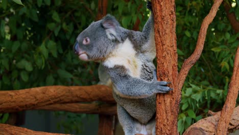 Alerta-Koala-Moviéndose-En-Una-Rama-De-árbol-De-Goma