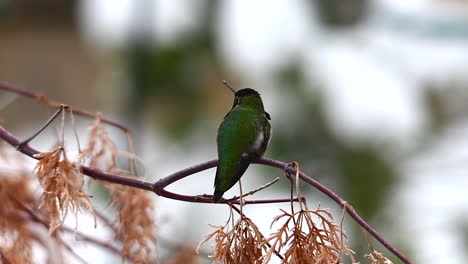 Hummingbird-sitting-on-a-branch-flies-away