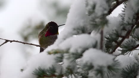 Hummingbird-changes-color,-flaps-its-wings-and-flies-away