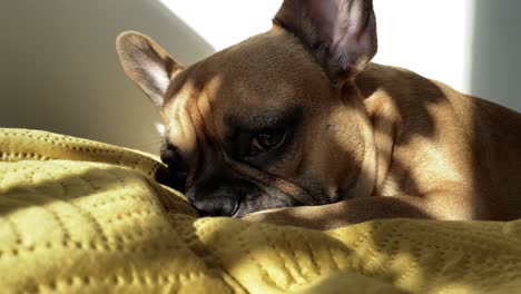 Close-up-head-of-french-bulldog-dog-on-yellow-blanket,-the-animal-lies-in-the-sunshine-indoor